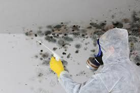 Professional Mold Prevention & Removal  in Caney, KS